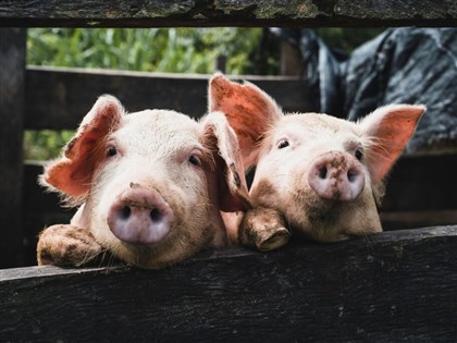 Taiwan removes Finland from ASF-free list, bans imports of Finnish pork products