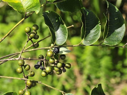 Conservation plans formed for 3 endangered native Taiwanese plants