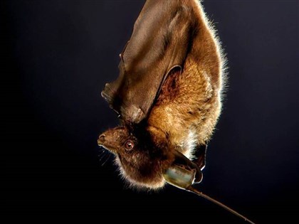 Formosan flying fox colony thrives in urban Hualien on old trees: Study