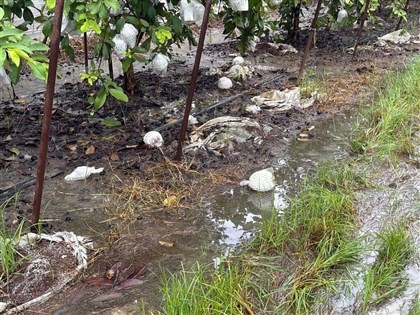 Record Kaohsiung rainfall causes NT$77 million in agricultural losses