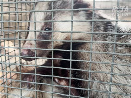 PChome halts sales of badger-hair products on animal welfare concerns
