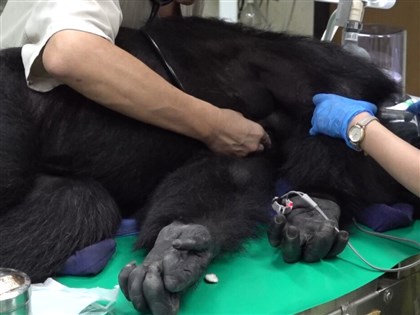Taipei Zoo says unsecured doors enabled chimpanzees' escape