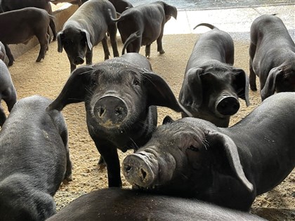 Taiwan-bred breeding pigs, pig semen approved for export to Malaysia