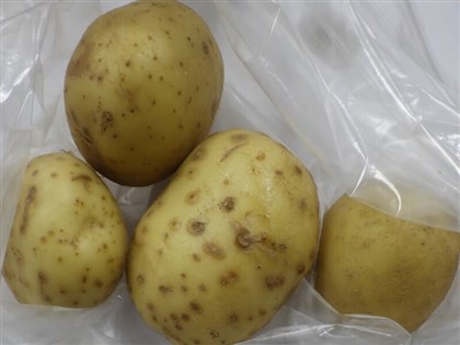 Potatoes from U.S. intercepted over excessive glycoalkaloids