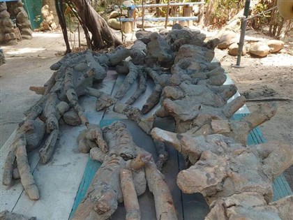 Prehistoric whale fossil from Hengchun Peninsula to go on display Nov. 1