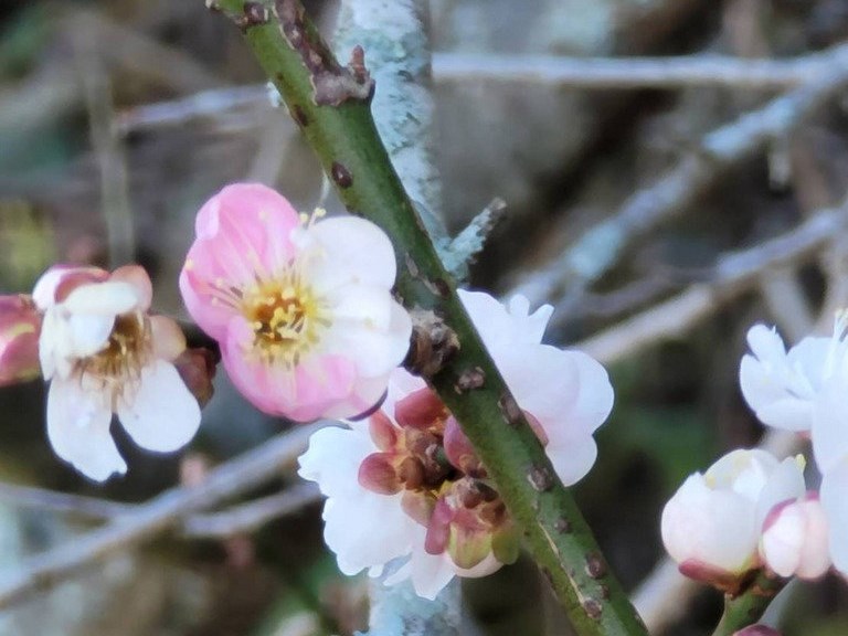 Winter flora bloom early in Taichung and Taitung - Vimarsana News