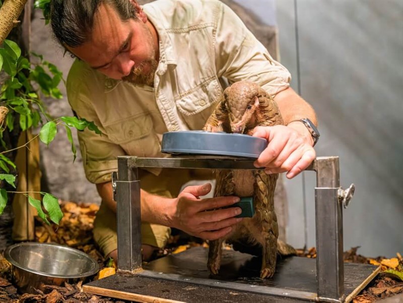 Formosan pangolin loaned by Taiwan pregnant: Prague Zoo - Vimarsana News
