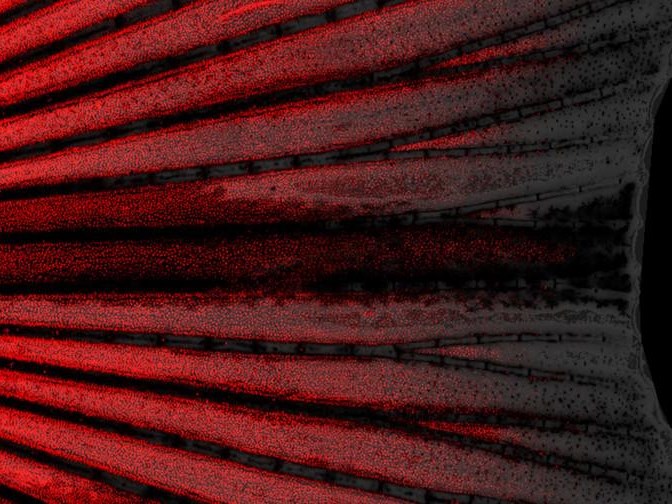Scientists solve centuries-old mystery by discovering 'mechanical waves' - Vimarsana News