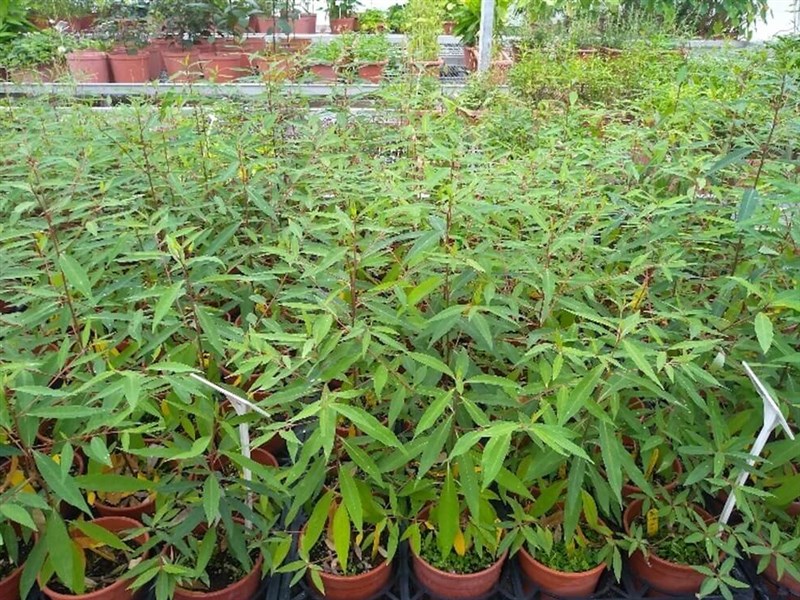 Researchers develop technique to boost Taiwanese maqaw production - Vimarsana News