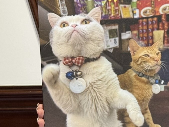 Purrfect Shopkeepers: How Dadaocheng's cats are helping to boost sales