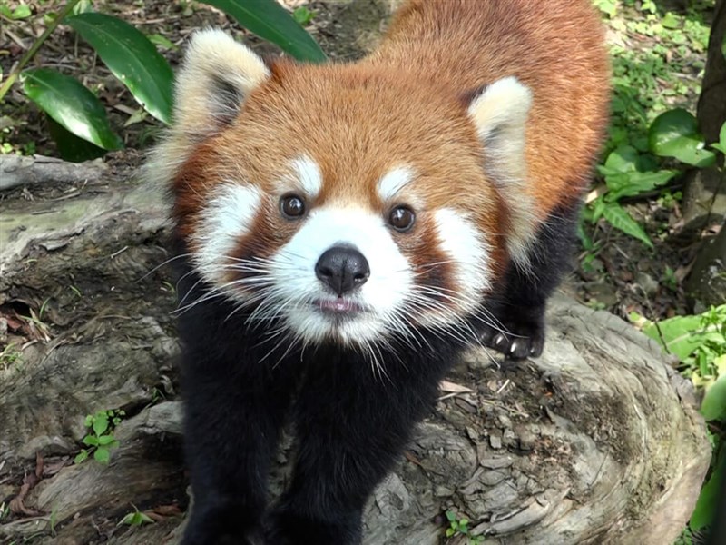 Red Panda TENSOR 動作確認済 付属品全てあり おまけあり Red Panda