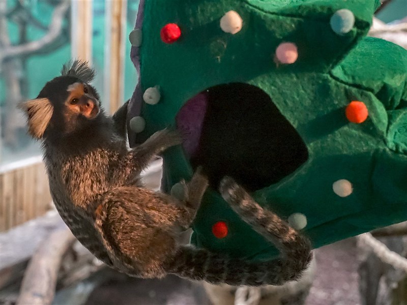 Taipei Zoo celebrates Christmas with gifts for animal residents