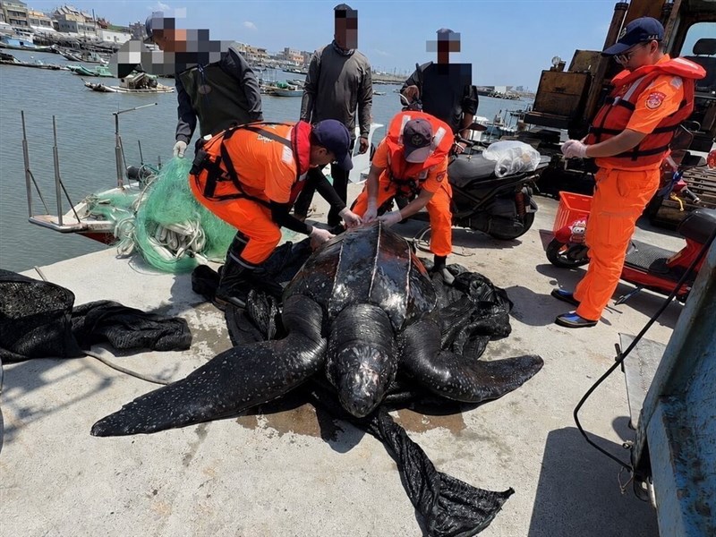Rare leatherback sea turtle caught by fishermen returned to sea