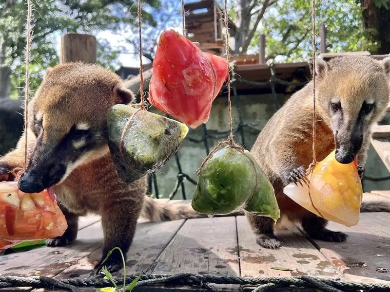 Kaohsiung zoo serves up animal-friendly 'zongzi' for Dragon Boat Festival
