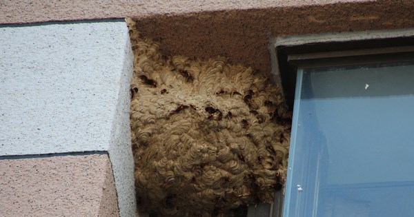 Court awards family of woman stung to death by hornets NT$1.38 million - Vimarsana News