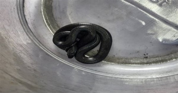 Owners urged to keep closer eye on pet snakes - Vimarsana News