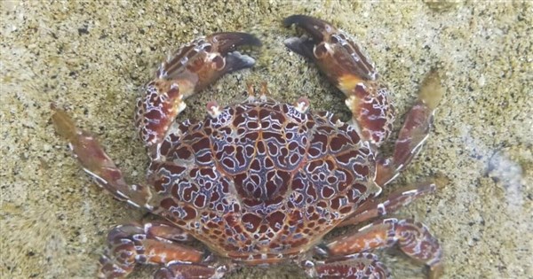 Rare spotting of toxic 'devil crab' reported in Penghu - Focus Taiwan