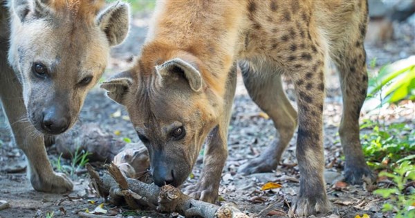 Taipeh Zoo verklagt Mann, der über Geländer geklettert ist ...