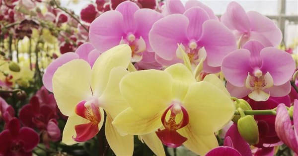 Taisugar to lease California site to Taiwanese orchid growers: Minister