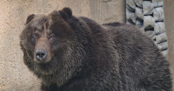 Taipei Zoo's brown bear 'Little Chiao' put down after health deteriorates