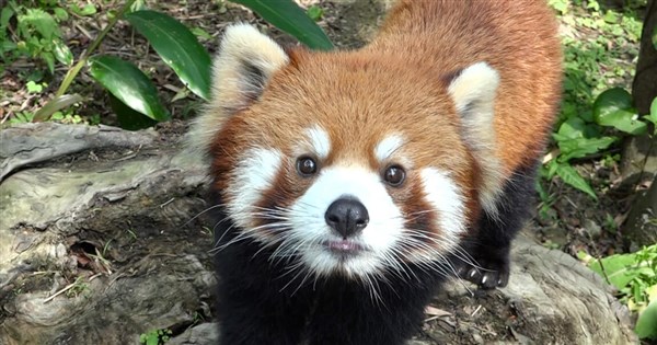Red panda sent from Taipei Zoo dies in Japan