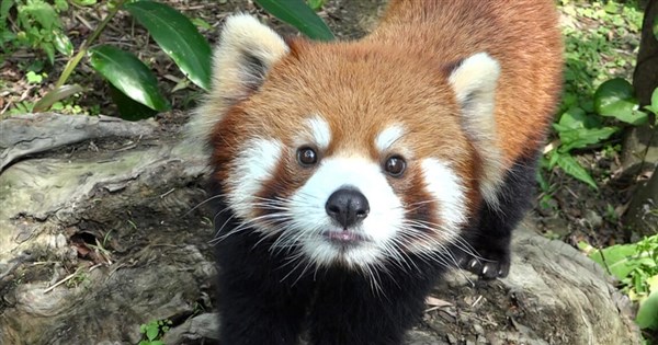 Taipei, Shanghai zoos to do African penguin, red panda trade in 2026