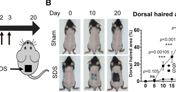 NTU study on hair regrowth in mice in 20 days goes viral