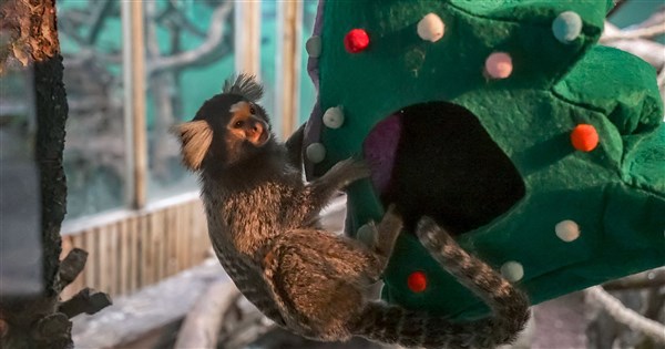 Taipei Zoo celebrates Christmas with gifts for animal residents
