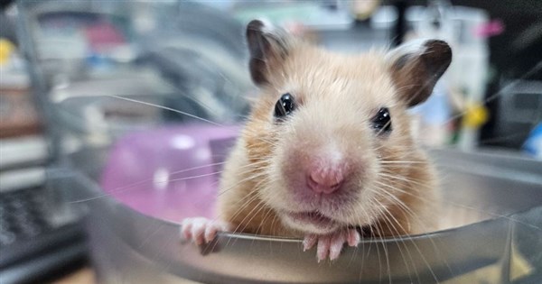 Molly the hamster finds new home after street life ordeal in New Taipei