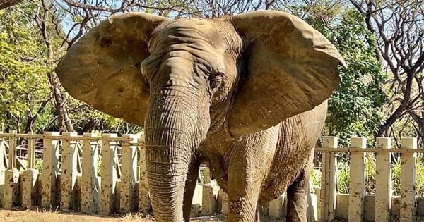 Kaohsiung zoo's African elephant Ali passes away at age 52