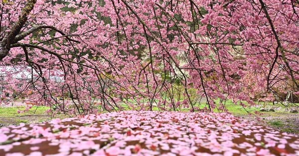 Wuling Farm lifts traffic controls, making cherry blossom viewing easier