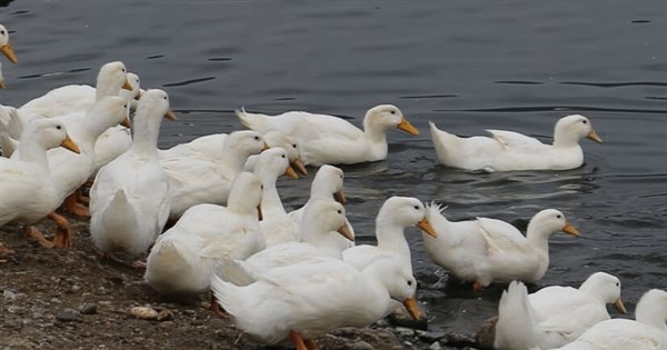 Taiwan's 1st local H7 flu case identified as H7N7: CDC