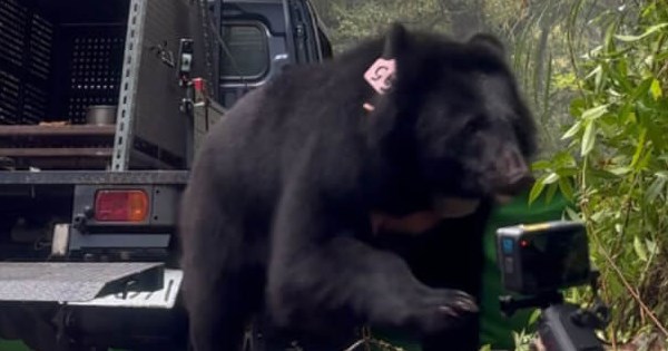 Formosan black bear mother, cub released after 1 year of  rehabilitation