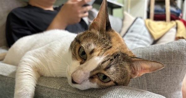 Taiwan's pet cats reach 1.74 million in 2025, outnumbering dogs