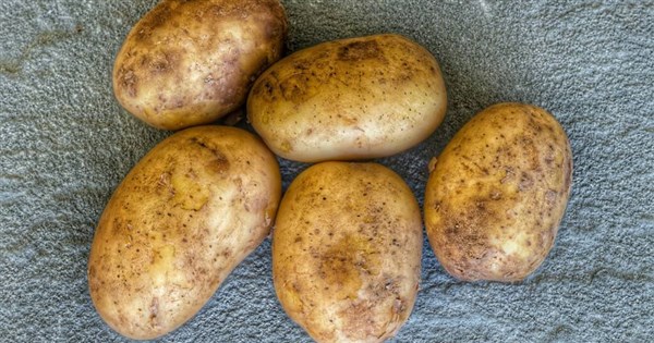 Whole sprouted, moldy imported potatoes will be discarded: Agency