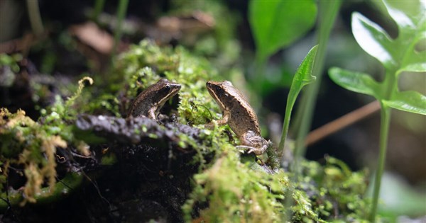 Taipei Zoo breeds over 2,000 endangered endemic frogs