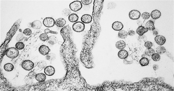 Taiwan records 2nd hantavirus case this year: CDC