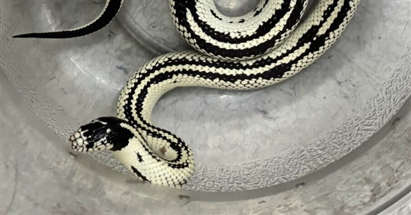 Owner faces NT$4,500 fine after pet snake escape on Taipei MRT