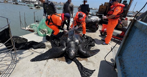 Rare leatherback sea turtle caught by fishermen returned to sea - Focus ...