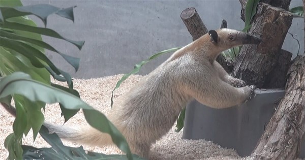 Elderly anteater missing from Taipei Zoo; public asked to report any sightings