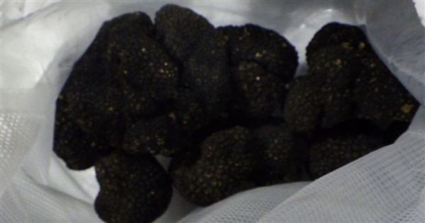 Fresh black truffles rejected at border over excessive cadmium levels