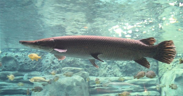 Men who caught, ate alligator gar from Taipei park to be fined