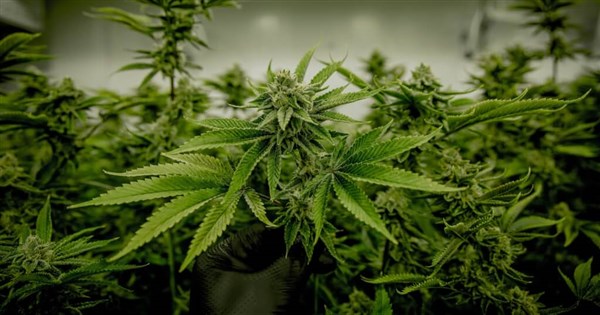 Taiwan proposes driver's license revocation for marijuana use abroad
