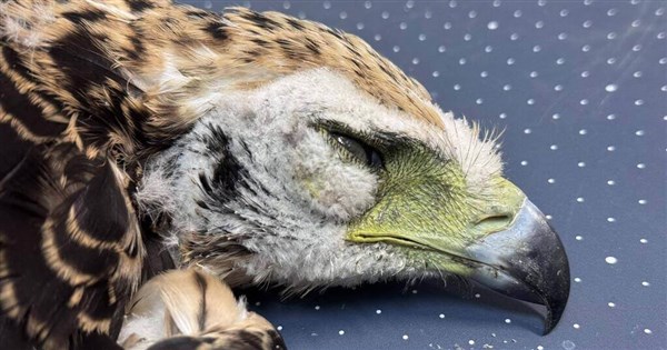 Pingtung eagle nest livestream shut down after chick dies