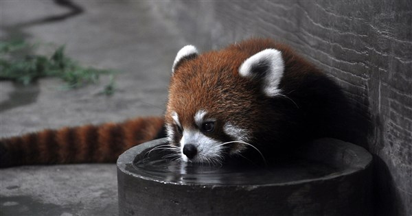 Taipei Zoo to receive two red pandas on Saturday: Officials