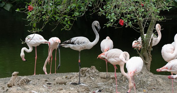 Taipei Zoo to close June 22-July 1 for maintenance work