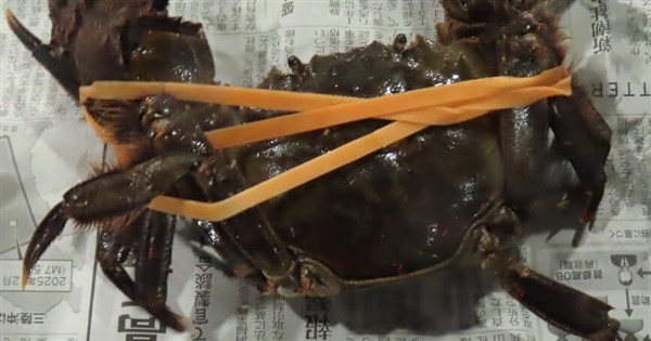 Japan mitten crab imports rejected after found contaminated 