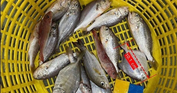 Large fish disappearing from Taiwan's coasts due to overfish