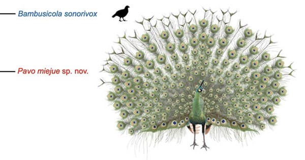 Researchers identify extinct Ice Age peacock species from rare fossil