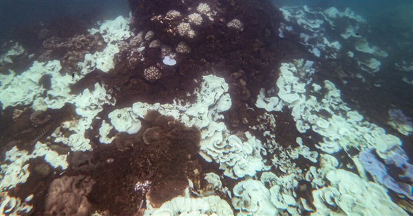 Academia Sinica study finds bacteria boost coral heat tolerance - Focus Taiwan